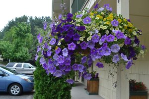HB Blueberry Lemon Pie  combo Hanging Basket (c5)